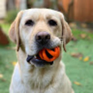 Meet your Posher, Avery